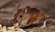 24 Hour & Emergency Exterminators in Wendell, NC
